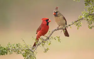Cardinal Couple