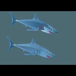 Cartoon Sharks Swimming