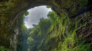 Cave Forest Background