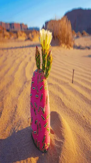 Colorful cactus with flower in desert sand dunes – hd wallpaper