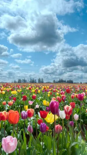 Colorful Flowers Field Iphone