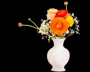 Colorful_ Ranunculus_ Bouquet_in_ White_ Vase