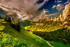Cool Landscape With A Pine Forest