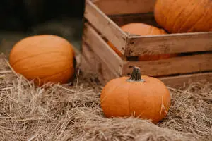 قرع الخريف الدافئ في الحظيرة