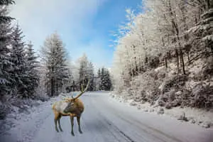 Cute Animal Crossing Reindeer Snow