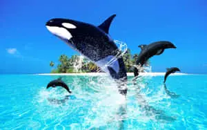 Cute Black Dolphin Picture