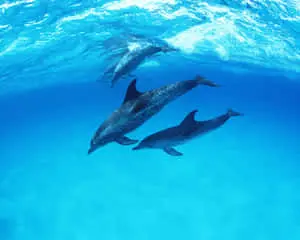 Cute Dolphins Open Ocean