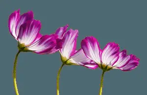Elegant Purple Cosmos Flowers