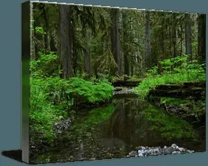 نهر الغابة المسحورة