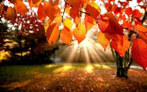 Sunset Through Birch Tree Fall Autumn Desktop