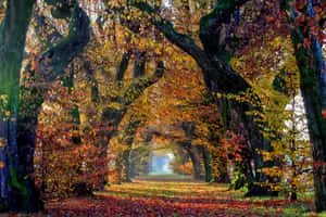 Fall Autumn Desktop Walkway Sheltered By Trees