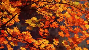 Maple Leaves Fall Computer Background
