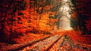 Train Railway Fall Computer Background