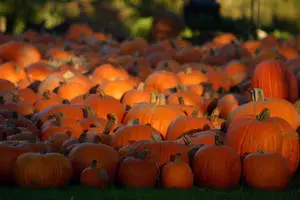Fall Halloween Pumpkins Of Various Sizes