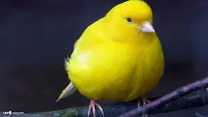 طائر كناري أصفر سمين