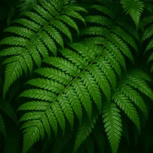 Ferns-with-sunlight 
