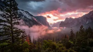 Foggy Forest Landscape