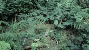 FOLIAGE-1