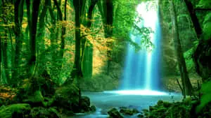 Forest 1920 x 1080 background