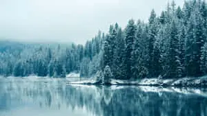 a lake with trees and snow on it