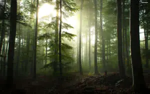a forest with trees