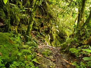 An untouched, lush essence of nature in the forest