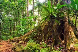Exploring the beauty of nature in a lush green forest 