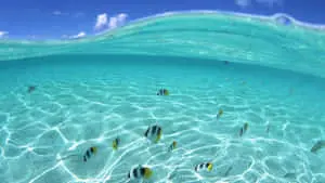Google Pixel Water Fish Swimming
