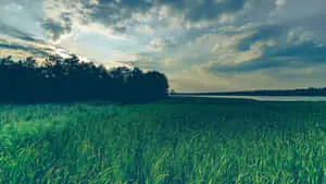 Grass Field And Blue Sky Sepia Background
