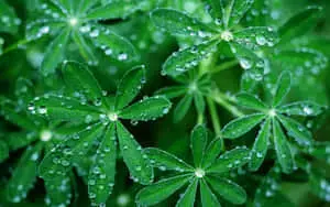 Green Aesthetic Leaves Picture