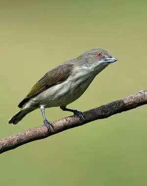 طيور خضراء في الطبيعة