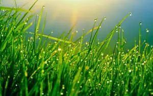 Green Grass Sun Water Droplets Picture