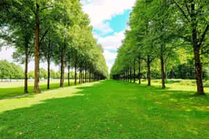 Beautiful Green Grass Landscape in Sunlight