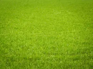 صورة حديقة طبيعية حقل عشب أخضر