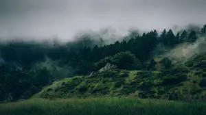 Green Misty Forest