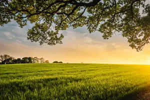 Enjoy the harmonious beauty of nature