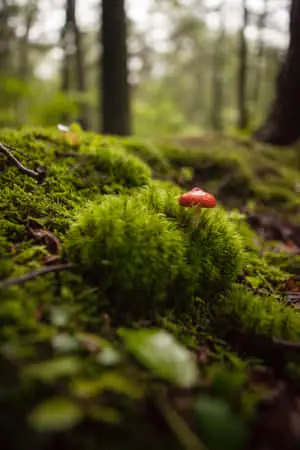 "Beautiful Green Nature in All its Glory"