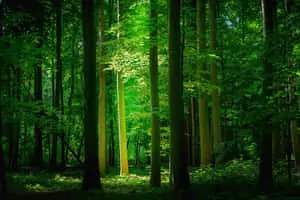 "Witness the beauty of nature"