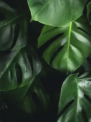 Revitalize Your Senses in the Natural Wonders of Green Nature  