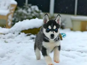 Husky Puppy Running In Snow