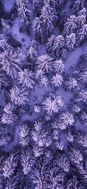 Iphone 11 Purple Snow Forest