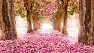 Japan Beautiful Sakura Trees