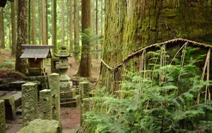 Japan Forest Background