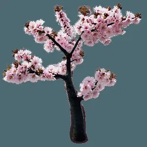 Japanese Cherry Tree PNG 06212024
