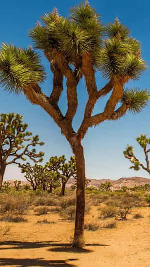 Many Joshua Tree Pictures