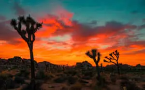 Sunset Joshua Tree Pictures