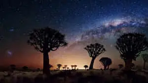 Joshua Tree Night View Pictures