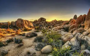 Rocky Desert Joshua Tree Pictures