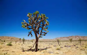 Distant Joshua Tree Pictures
