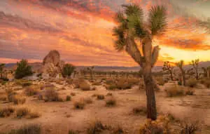 Orange Sunset Joshua Tree Pictures